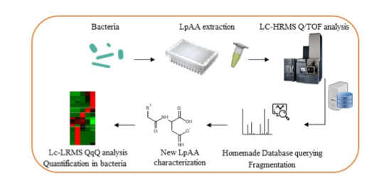 Discovery and quantification of lipoamino acids in bacteria – Lipidomic facility